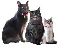 3 kitties!