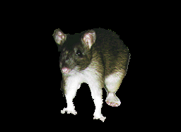 Java's picture